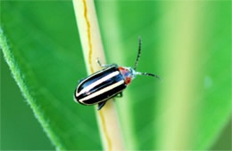 pigweed flea beetle