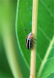 pigweed flea beetle