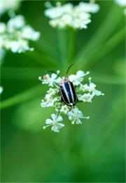 pigweed flea beetle