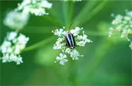 pigweed flea beetle