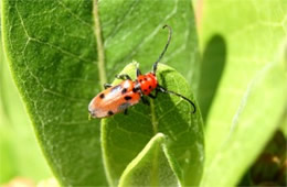 Tetraopes tetrophthalmus - Red Milkweed Beetle