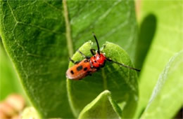 Tetraopes tetrophthalmus - Red Milkweed Beetle