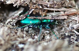 Cicindela sexguttata - Six-Spotted Tiger Beetle