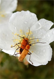 Soldier Beetles