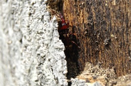 straight-snouted weevil