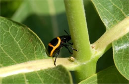 swamp milkweed leaf beetle