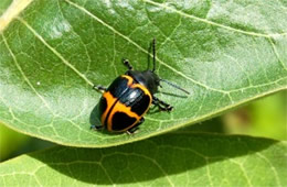 Labidomera clivicollis - Swamp Milkweed Leaf Beetle