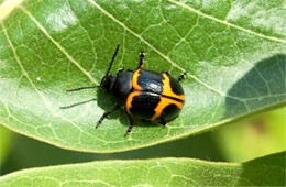 Labidomera clivicollis - Swamp Milkweed Leaf Beetle