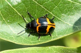 Labidomera clivicollis - Swamp Milkweed Leaf Beetle