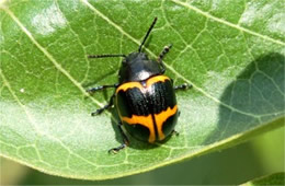 swamp milkweed leaf beetle