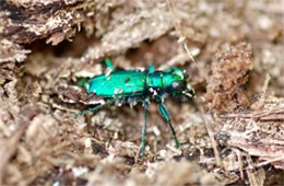 Cicindela sexguttata - Six-Spotted Tiger Beetle