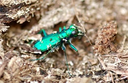 Cicindela sexguttata - Six-Spotted Tiger Beetle