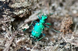 Cicindela sexguttata - Six-Spotted Tiger Beetle