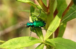 Cicindela sexguttata - Six-Spotted Tiger Beetle