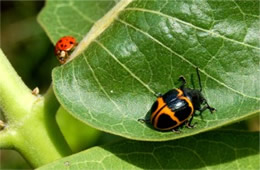 Ladybird Beetle and Swamp Milkweed Leaf Beetle