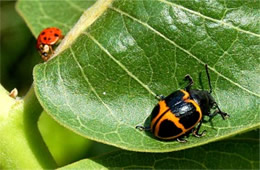 Ladybird Beetle and Swamp Milkweed Leaf Beetle