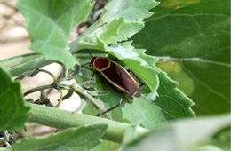 Pseudomops septentrionalis - Pale Bordered Field Cockroach