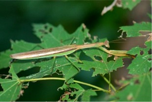 chinese mantid