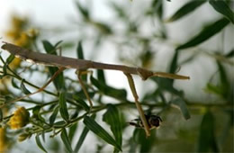 manitd eating prey