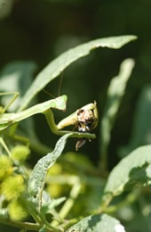 chinese mantid eating bee