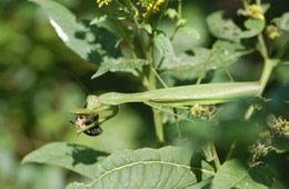 chinese mantid eating bee