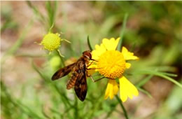 Dipalta banksi - Huron Shore Bee Fly