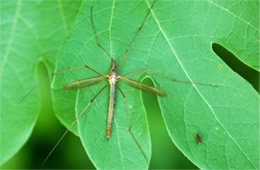 Crane Fly and Much Smaller Fly