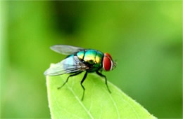 blow fly