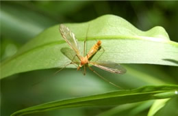 crane fly