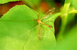 crane fly