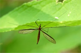 crane fly