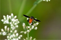 Trichopoda pennipes - feather-legged fly