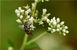 flesh fly