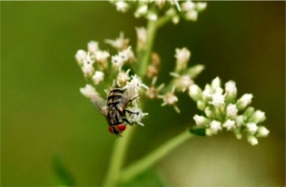 flesh fly