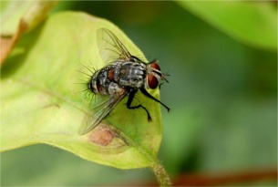 flesh fly