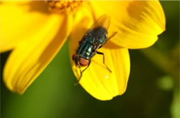 fly on yellow flower