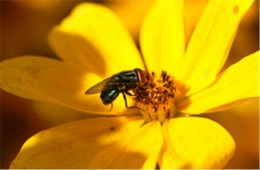 fly on yellow flower