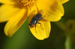 fly on yellow flower