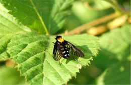 Chrysopilus thoracicus - golden-backed snipe fly