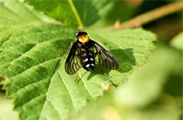 Chrysopilus thoracicus - golden-backed snipe fly