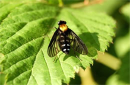 Chrysopilus thoracicus - golden-backed snipe fly