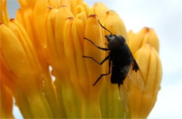 Copestylum mexicanum - Mexican Cactus Fly