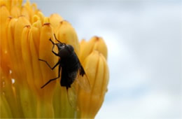 Copestylum mexicanum - Mexican Cactus Fly