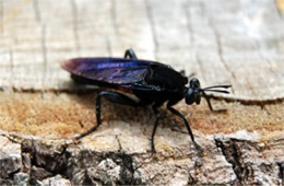 Mydas clavatus - Mydas Fly