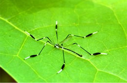 Bittacomorpha clavipes - Phantom Crane Fly