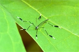 Bittacomorpha clavipes - Phantom Crane Fly