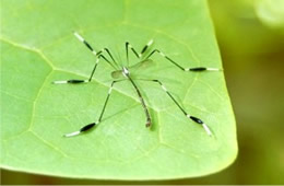 Bittacomorpha clavipes - Phantom Crane Fly