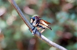 Asilidae - Robber Fly