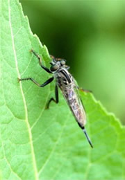 Robber Fly