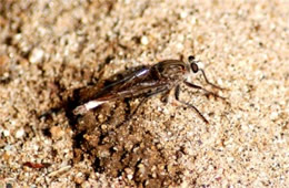 Asilidae - Robber Fly